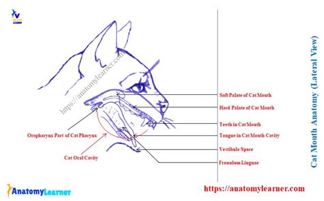 Cat Mouth Anatomy - Feline Oral Cavity with Labeled Diagram ...