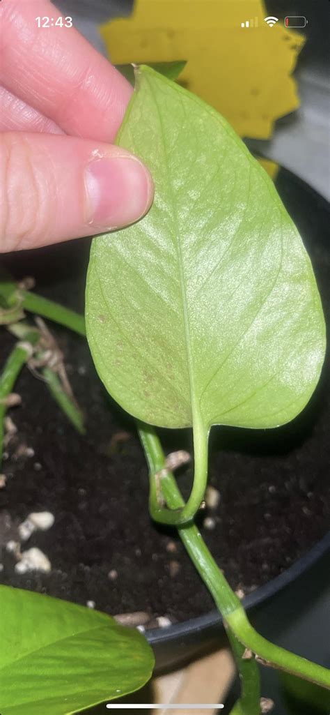 Is this bacterial leaf spot? Fungus? What is this! : r/houseplants