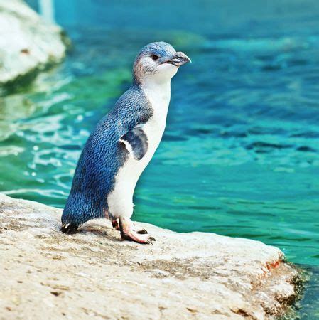 Blue penguin | bird | Britannica.com