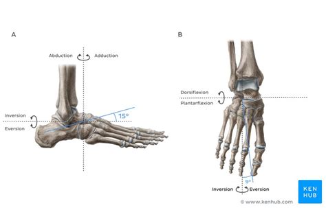 Transverse tarsal joint: Bones, ligaments, movements | Kenhub