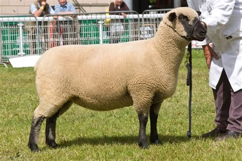 Agricultural Shows with Shropshire Classes – Shropshire Sheep