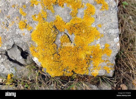 Crustose lichen on rock Stock Photo - Alamy