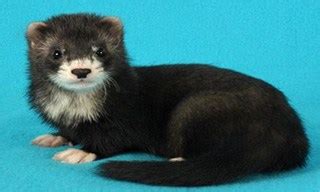 The Ultimate List Of Most Popular Ferret Breeds In Australia