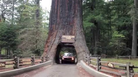 Driving Through 2 Huge Ancient Redwood Trees on the California Coast in a Mini Cooper ...