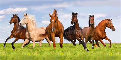 Group Of Horse Run Stock Photo - Image: 58890411