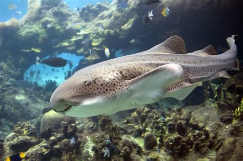 Zebra Sharks on showcase at ‘Sharks Alive!’ exhibit at Dubai Mall - Business - Economy and ...