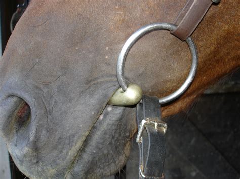 Fitting a Loose Ring Snaffle | EQUINE Ink