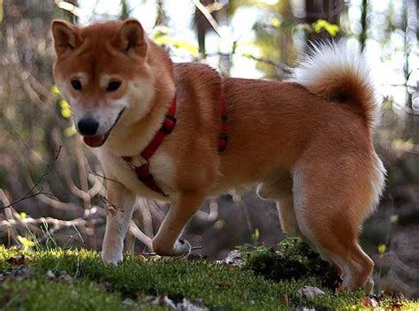 shiba inu coin price prediction 2040 - True Price Prediction