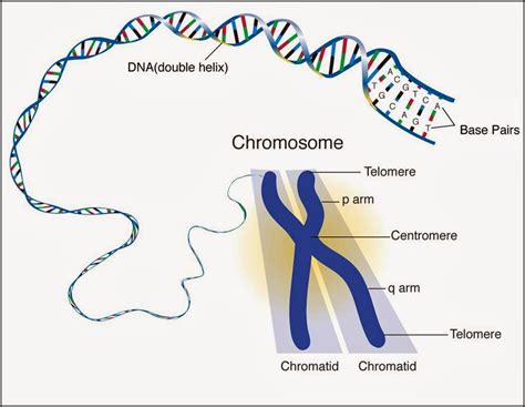 #127 Chromosomes, DNA, genes and alleles | Biology Notes for IGCSE 2014