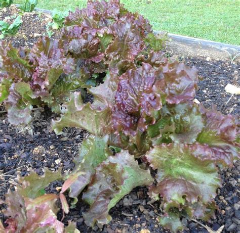 Red leaf lettuce. | Red leaf lettuce, Red leaves, Leaves