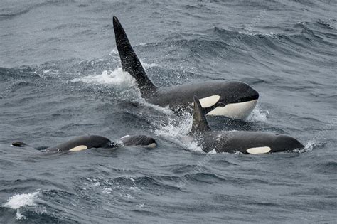 Orca whale pod surfacing together, Shetland, Scotland, UK - Stock Image ...