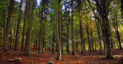 How European forests can be adapted to climate change | European Forest Institute