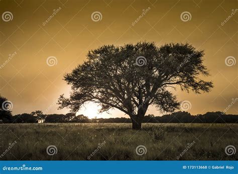 Pampas landscape stock photo. Image of farm, landscape - 173113668