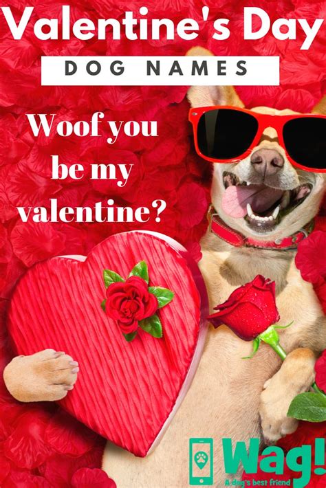 Valentine's Day Dog Names - Wag! | Dog valentines, Valentines day dog, Dog names