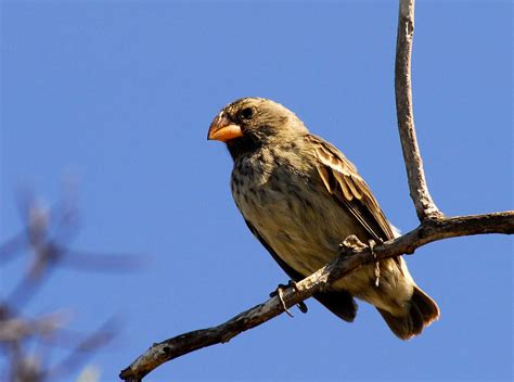 BirdManBob: Land Birds of the Galapagos