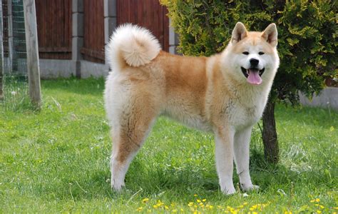 Japanese Akita Inu Info, Temperament, Puppies, Pictures