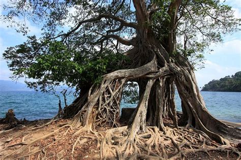 Ross Island: The Ghostly Ruins of a Former Penal Colony | Amusing Planet