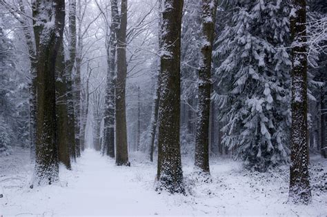 Wallpaper : trees, landscape, nature, snow, branch, cold, frost, spruce ...