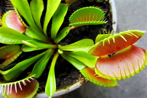 Carnivorous Plants With Names