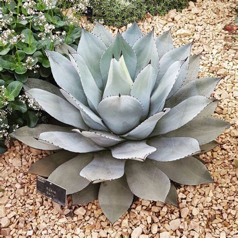 You Would Be Excited At These Large Succulents | Planting succulents, Succulents, Succulent ...