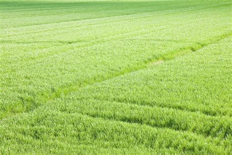 Green Grass Field Backgrounds Seen From Above - Image Whit Copy Stock Image - Image of ...