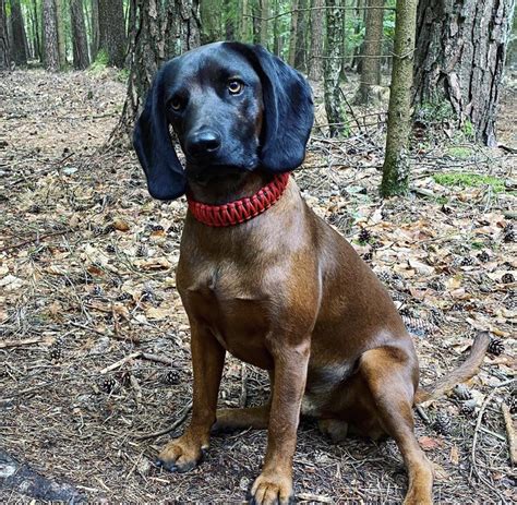 A Bavarian Mountain Hound : r/aww