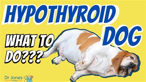 What Are The Symptoms Of Hypothyroidism In Dogs