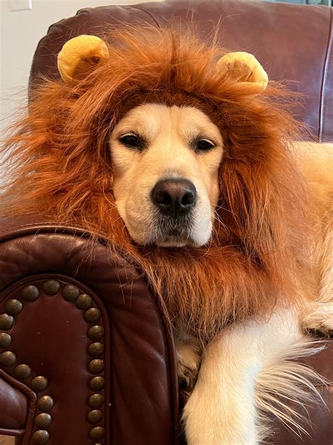 Dog The Lion King Simba Costume | lupon.gov.ph