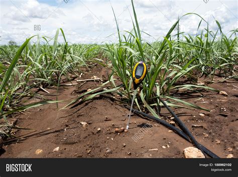 Soil Meter Measured 4 Image & Photo (Free Trial) | Bigstock