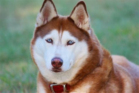 Siberian Husky Colors - Pomsky Pals