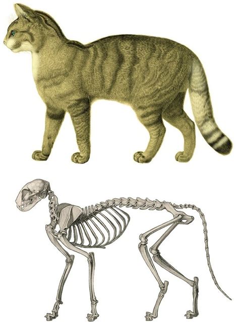 Cat skeleton | Cat anatomy, Feline anatomy, Cat skeleton