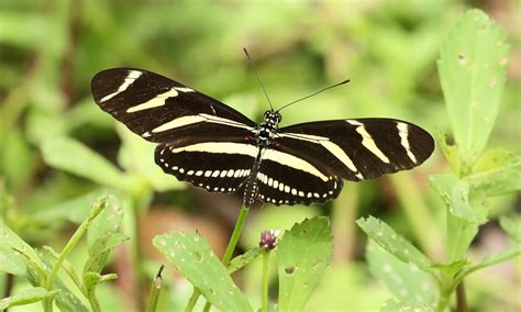 Zebra Longwing Butterfly Facts, Identification and Pictures