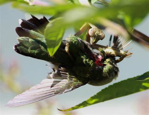 Praying mantises are terrifyingly good at eating birds | Animal ...