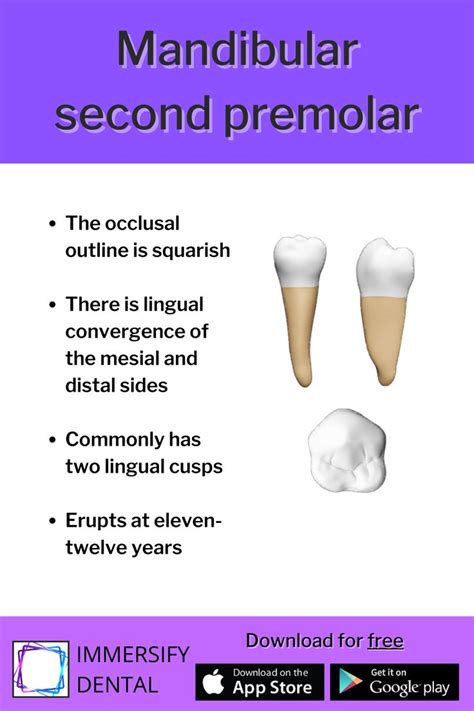 Mandibular second premolar in 2023 | Dental, Dentistry, Tv show life