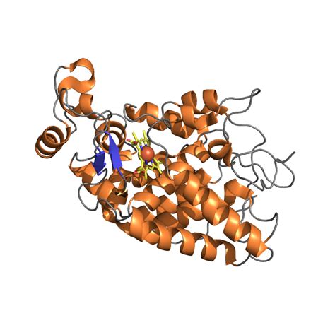 Horseradish Peroxidase Biotinylated - Molecular Depot