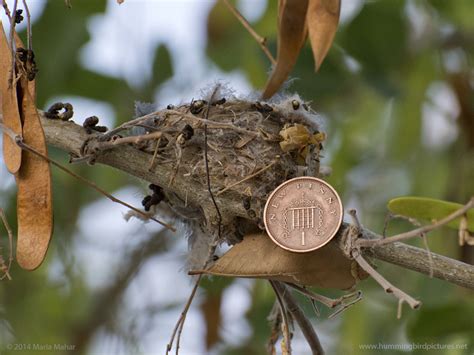 Blog - Hummingbird Pictures