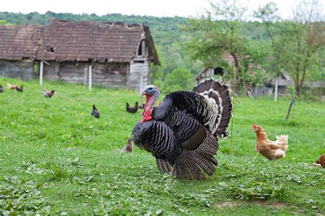 Turkey Farm Stock Photos, Pictures & Royalty-Free Images - iStock