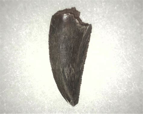 Abelisauridae Dinosaur Tooth #3 | Fossils for Sale