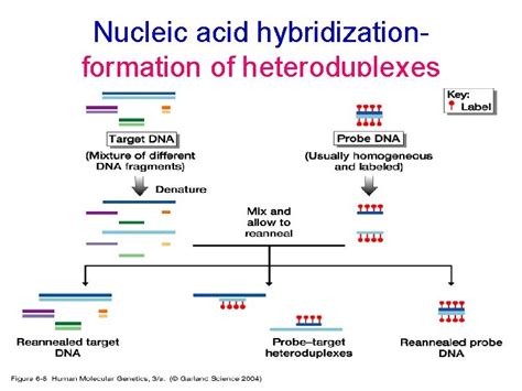 Nucleic Acid Hybridization Nucleic acid hybridization is a