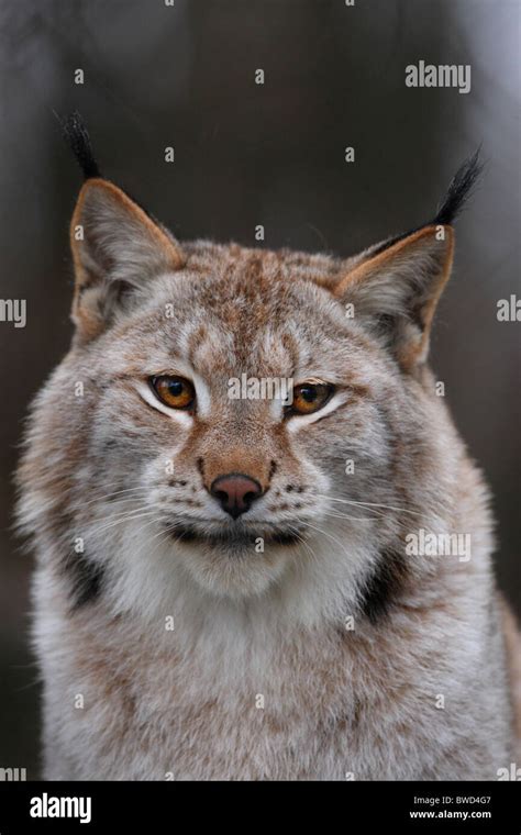 Lynx eyes hi-res stock photography and images - Alamy