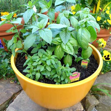 Basil 'Thai' 3" Pot - Hello Hello Plants