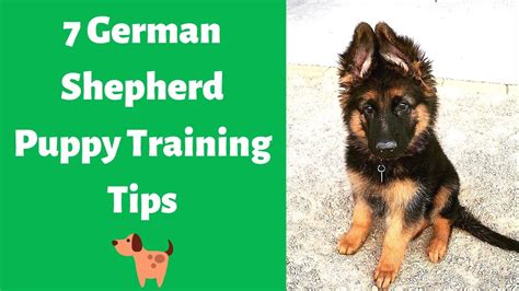 How To Train A German Shepherd