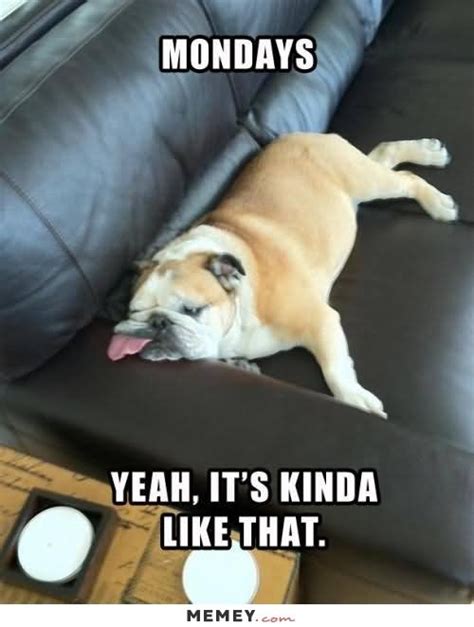 Funny Lazy Memes - Perfect for that lazy day feeling