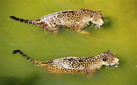 Wallpaper Two jaguar swimming in water 1920x1200 Picture, Image