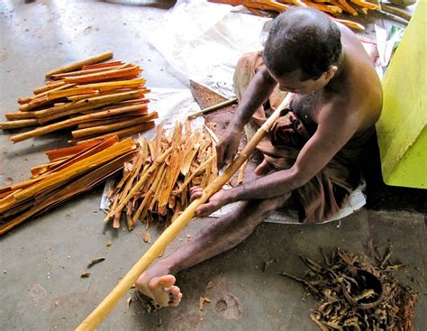 Cinnamon a truly Sri Lankan Spice – Classic Sri Lanka