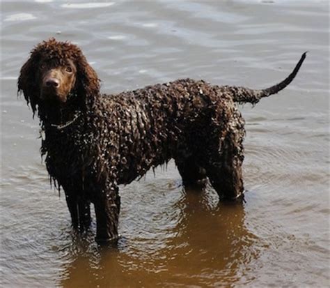 Irish Water Spaniel Dog Breed Information and Pictures