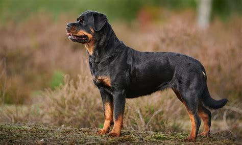 Rottweiler Breed: Characteristics, Care & Photos | BeChewy