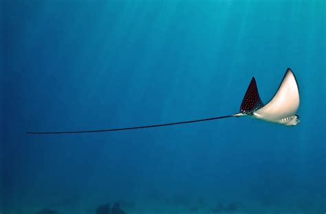 a long tail of stingray photo | One Big Photo