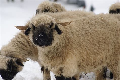 Valais Blacknose Sheep | Oklahoma State University