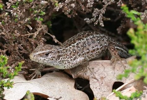 Tracking lizard habitat | Focusing on Wildlife